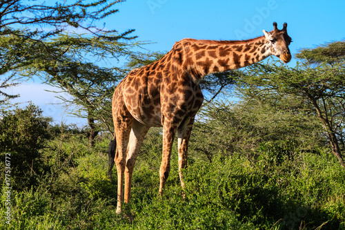 Giraffe at the acacia bush. Tanzania  Africa
