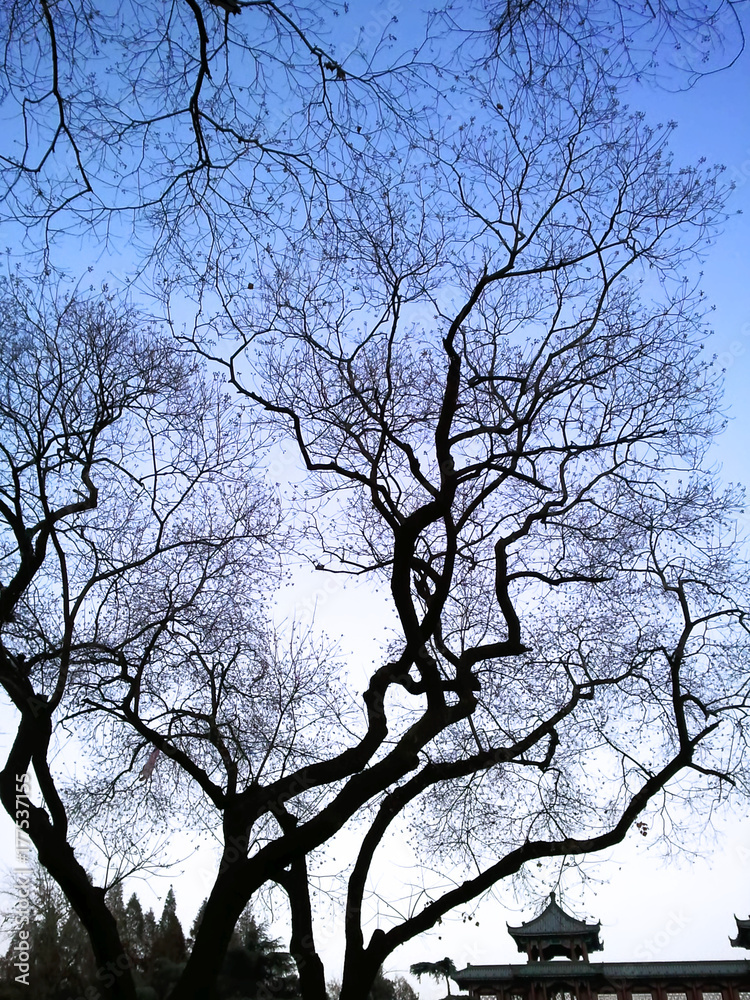 Tree Branches Silhouette in Clear Blue Sky Tree Branches Silhouette in Clear Blue Sky