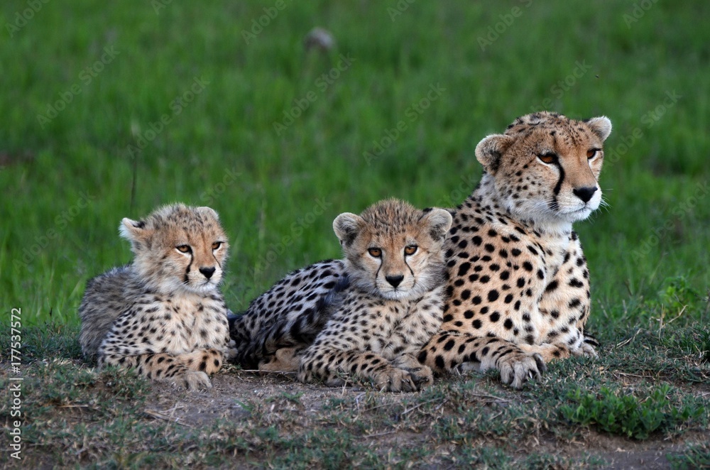 Kenya, wild cheetah (guépard) with babies, Masaï Mara reserve Kenya, wild cheetah (guépard) with babies, Masaï Mara reserve