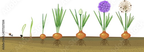 Onion life cycle. Onion growth stages from seeding to flowering and fruit-bearing plant