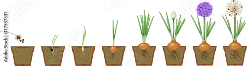 Onion growth stages from seeding to flowering and fruit-bearing plant. Growing green onions in pot