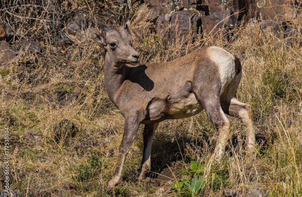 Fototapeta premium A Juvenile Bighorn Sheep on a Mountainside