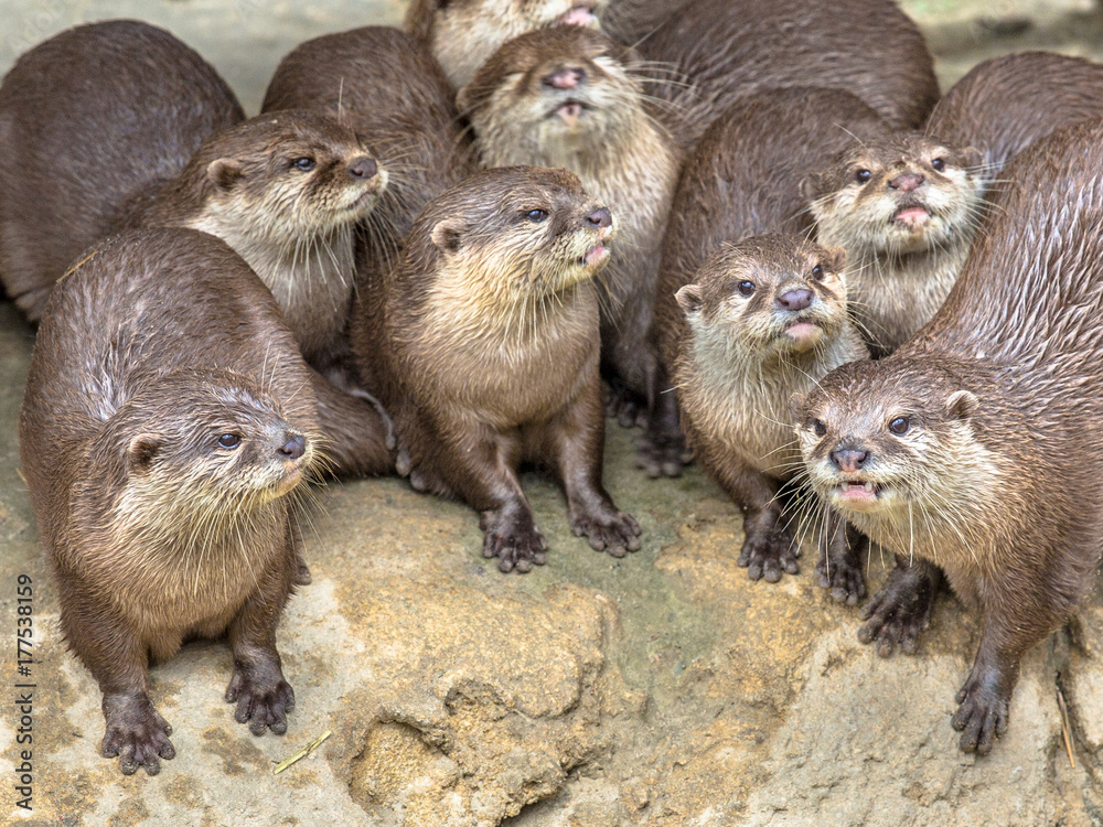 Naklejka premium Funny Group of small otters