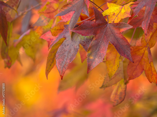 Autumnal colored maple leaves
