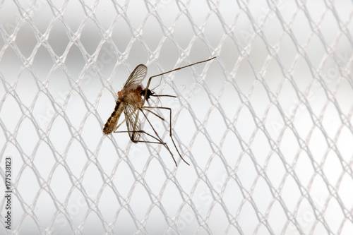 Mosquito sits on a curtain at a window. Mosquito net with mosquito.