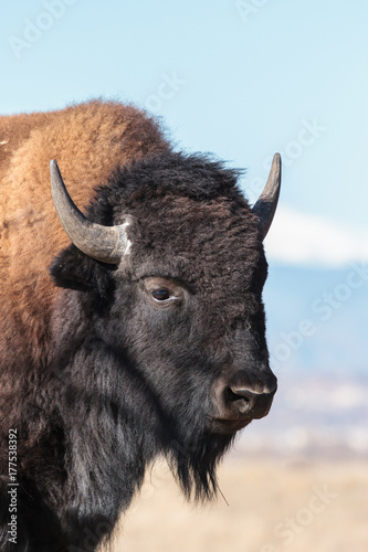 American Bison Bull - Genetically Pure Specimen