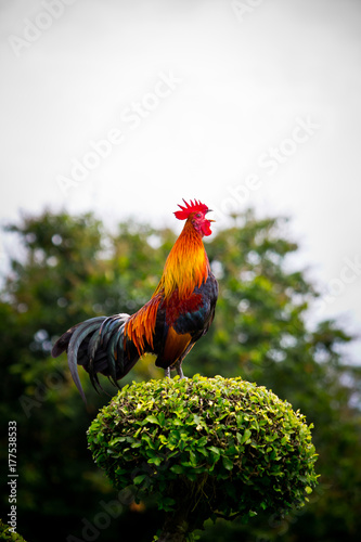 Fotografi Thailand is currently fighting cock crow