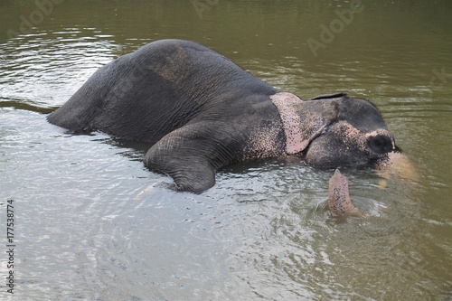 elephant taking a bath sri lanka © tina