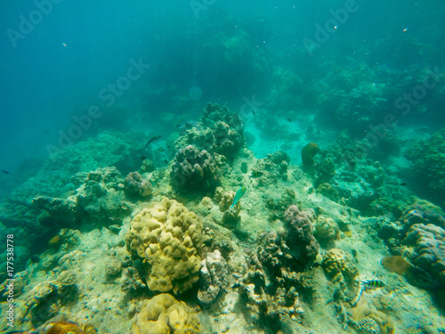 Fototapeta Naklejka Na Ścianę i Meble -  The abundant of shallow coral reefs in the Southern of Thailand, where is home to many small colorful fishes and marine animals.