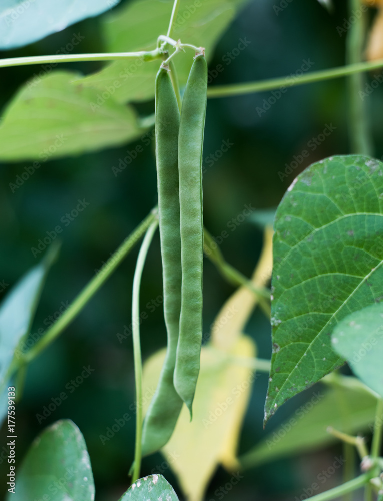 Bean on the branch in the vegetable garden Bean on the branch in the vegetable garden