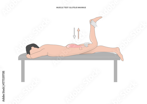 muscle test: gluteus maximus. Test used in kinesiology, neurology, physiotherapy.