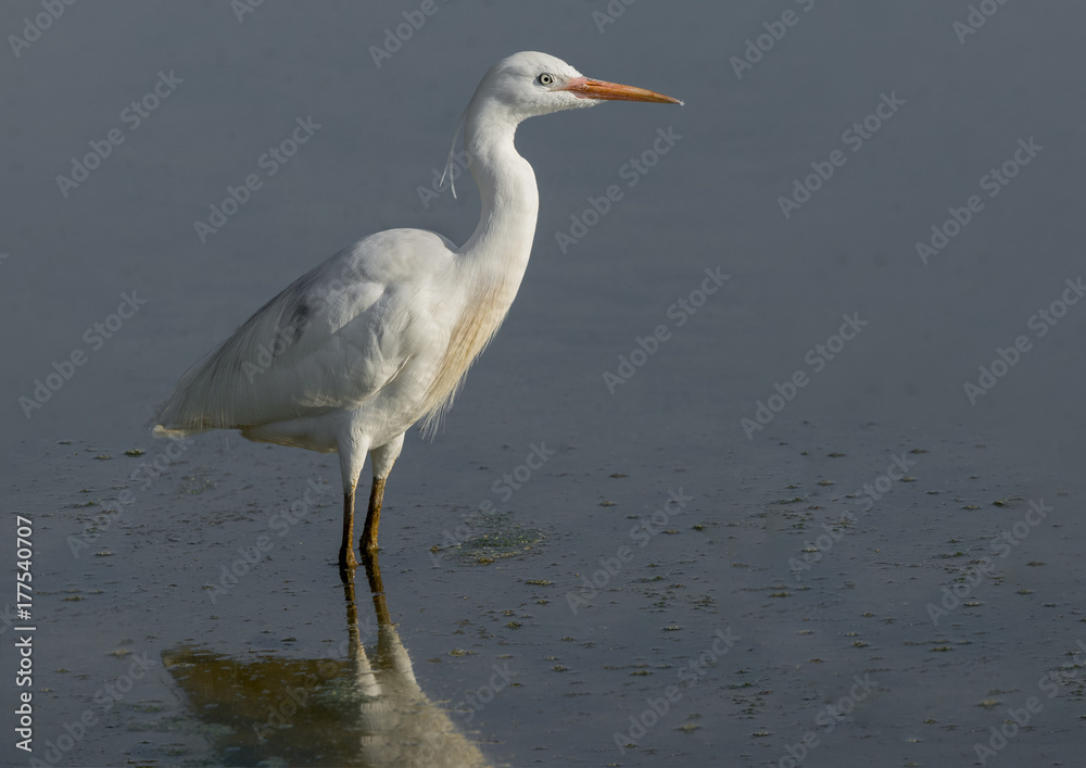 Obraz premium Great Egret