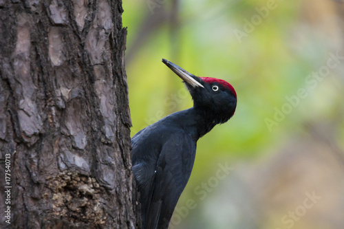 Black woodpecker male perched on pine tree. Large funny dark bird in wildlife.