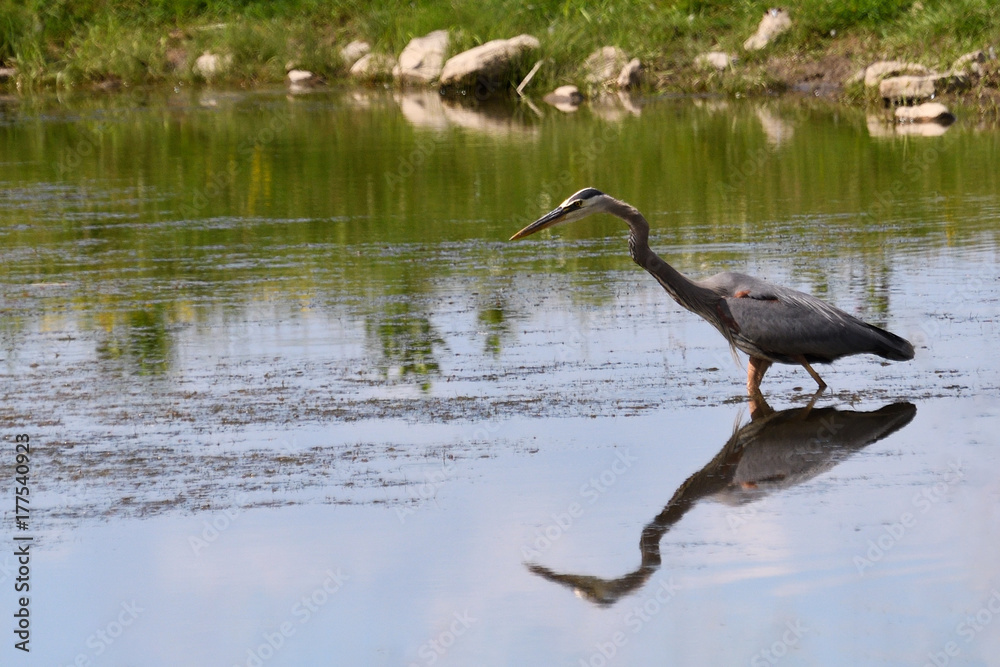 Fototapeta premium Heron