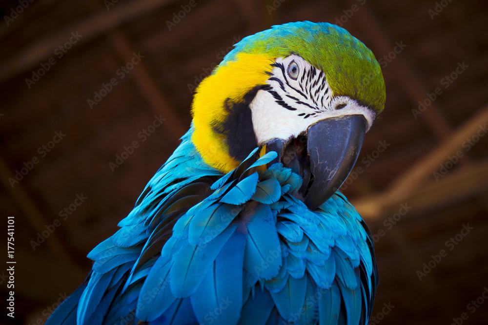 Obraz premium Guacamaya en Amazonas