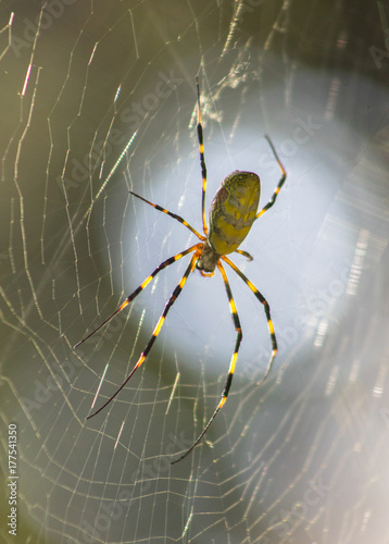 Photography Spider