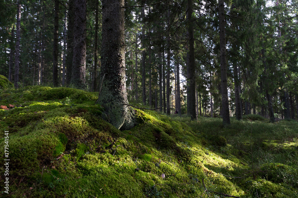 Obraz premium Finnish nature