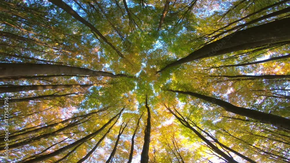 Laubwald mit Herbstfärbung, bunte Blätter, Rotation, Drehung, indian summer, Wald, 