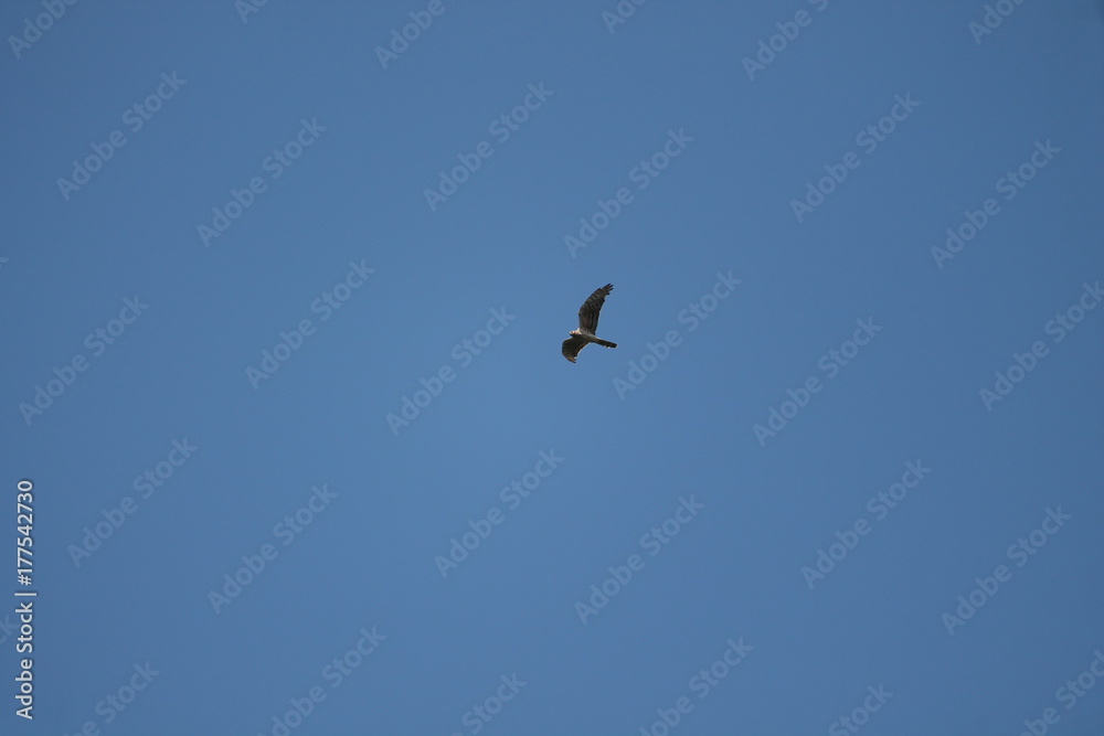 honey buzzard