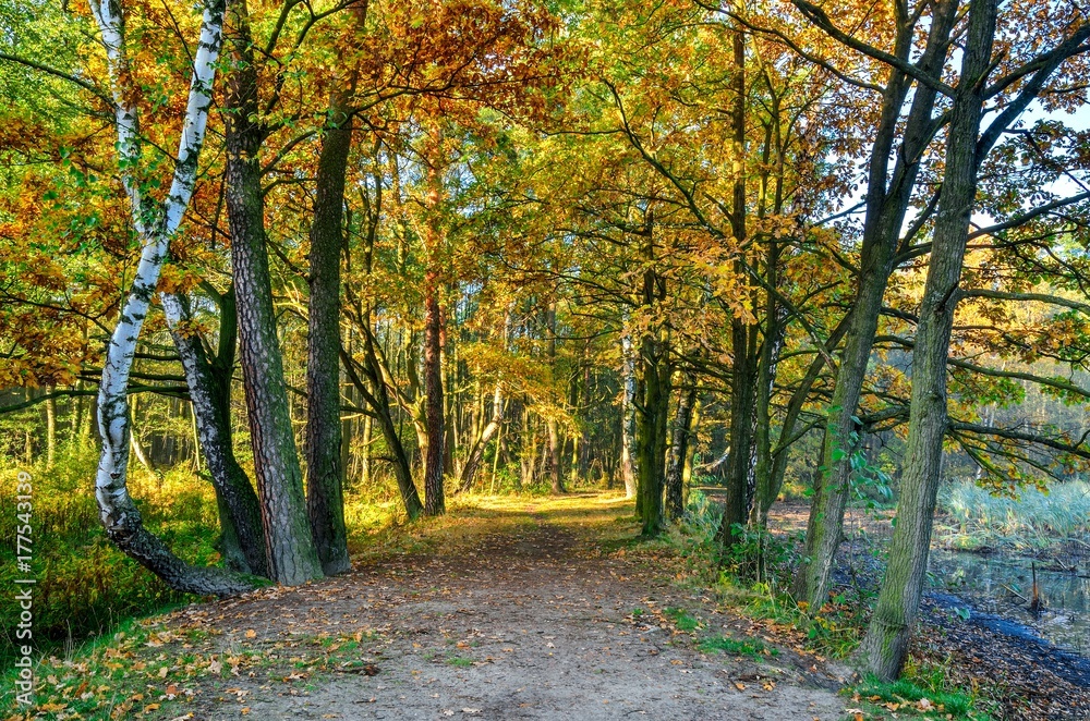 Fototapeta premium Beautiful autumn landscape. Path among colorful trees in the forest.