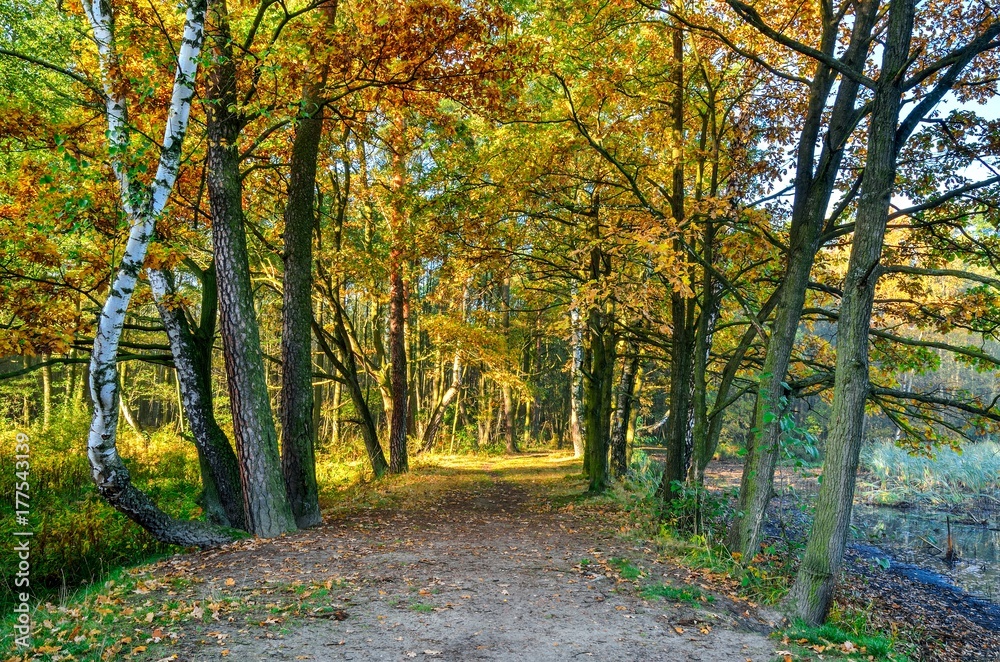 Beautiful autumn landscape. Path among colorful trees in the forest.