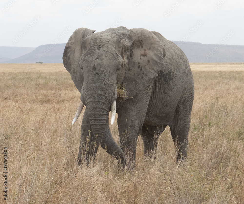 Elephant grazing on dry grass land