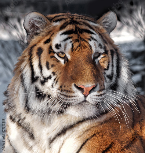 Fototapeta Naklejka Na Ścianę i Meble -  Portrait of tiger