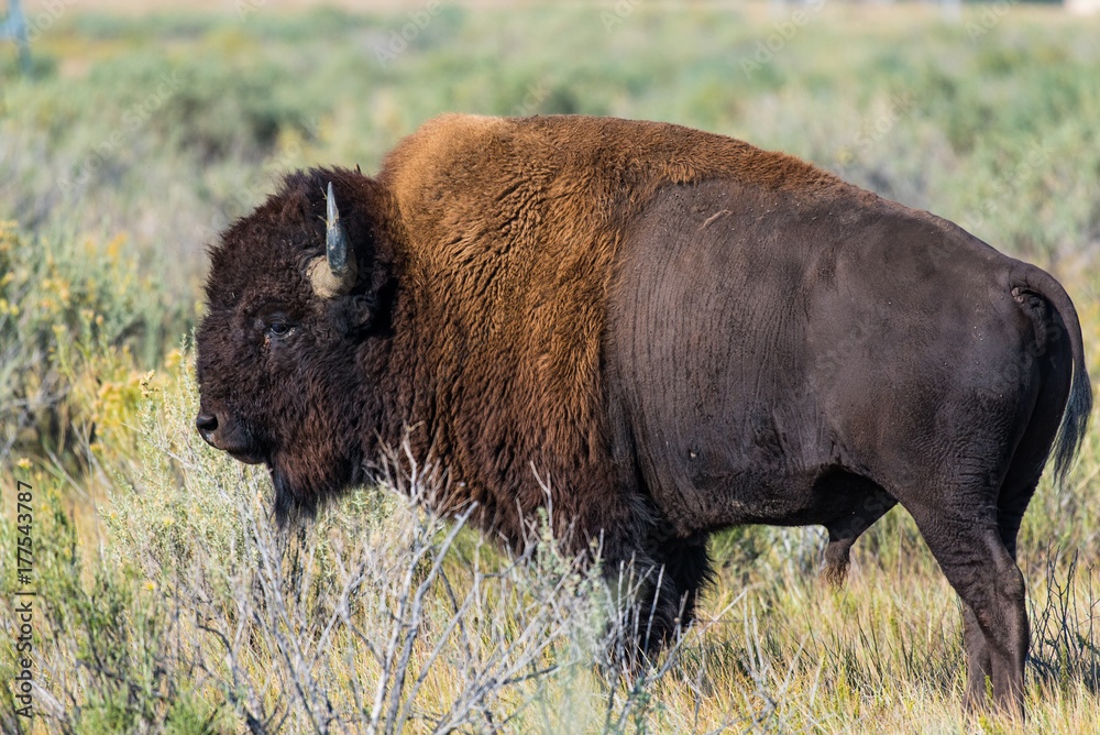 A Bison in a Colorado Field