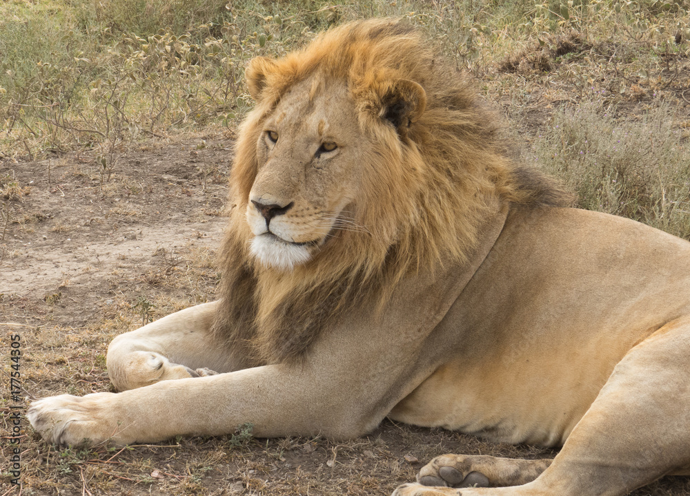Obraz premium Young Lion the king