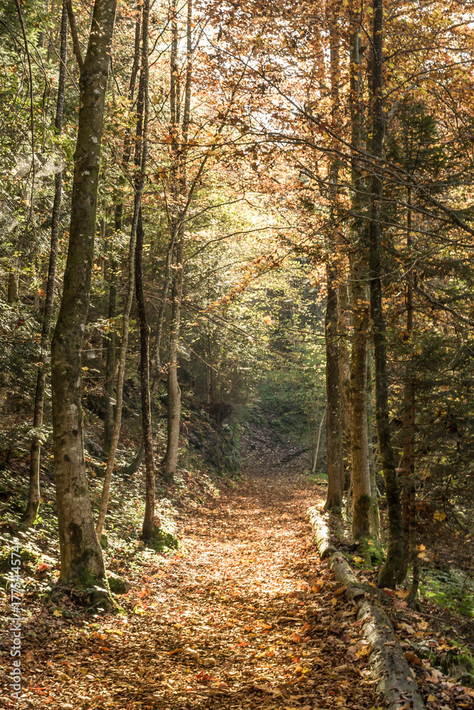 Fototapeta premium Halftone autumn forest. On the road in the autumn forest.