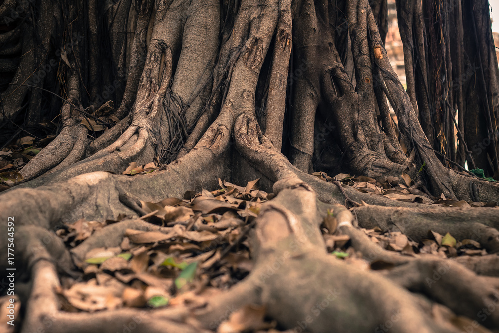 The roots of a large tree in the garden The roots of a large tree in the garden