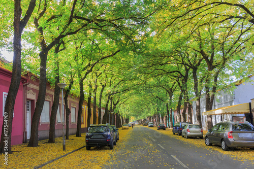 Fallen leaves in the early autumn on the street