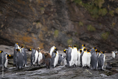 King Penguins at the worlds largest King Penguin colony at Salisbury Plain  South Georgia