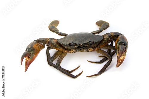 Live Mud Crab Scylla serrata male from mangroves in Thailand. Threaten to fight with large claws for self defense. Isolated on white background.