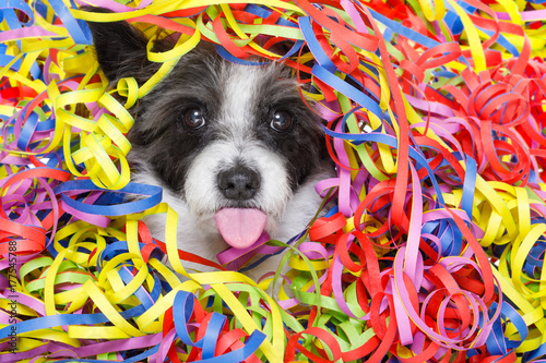 party celebration dog © Javier brosch