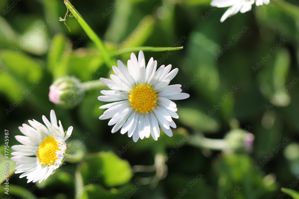 wild flower wild flower