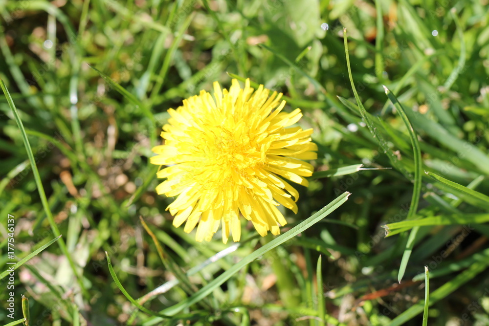 wild flower wild flower