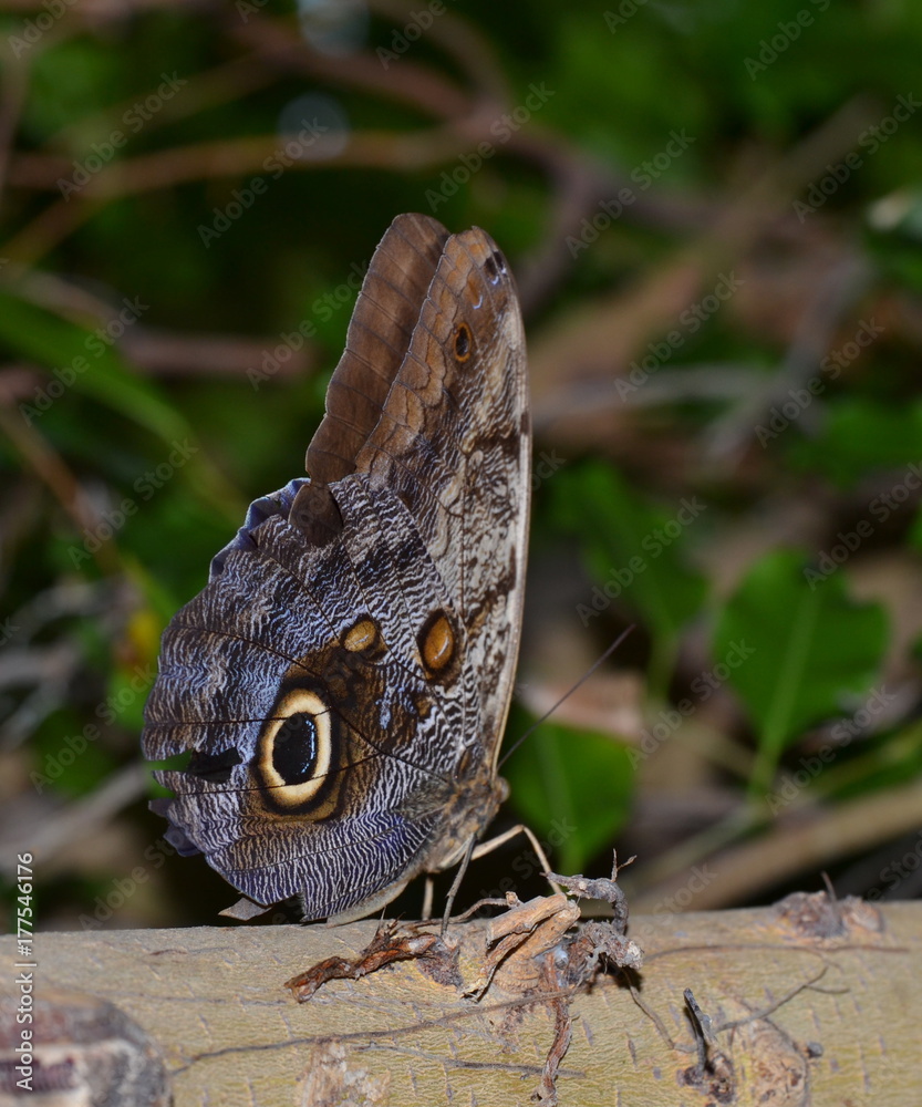 Fototapeta premium Natures Beauty as a Whole