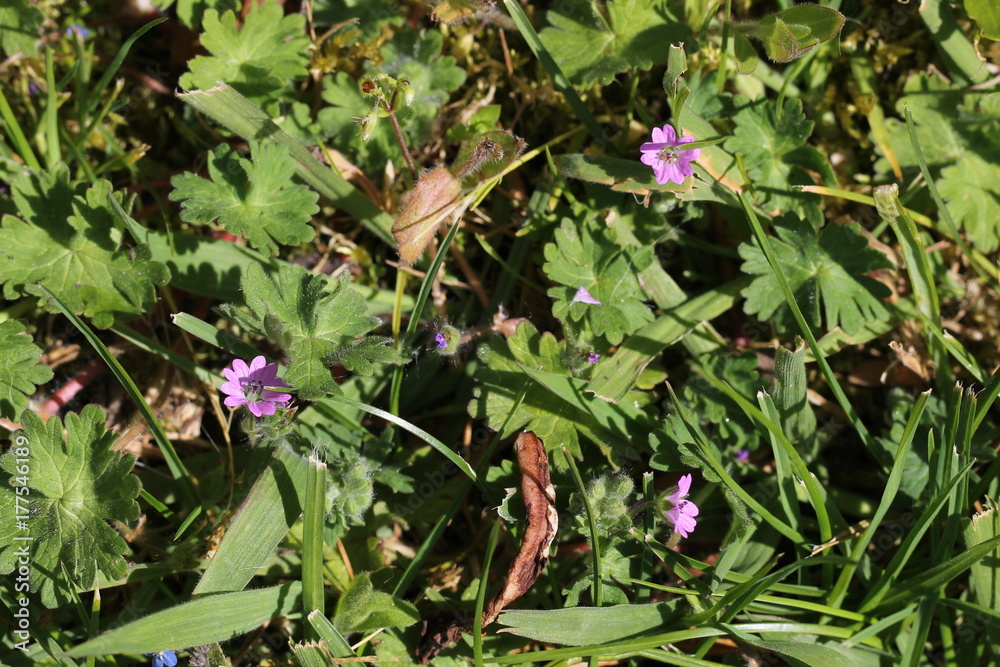 wild flower wild flower