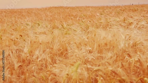 Barley field, crops, farming. Jæren in Norway. photo