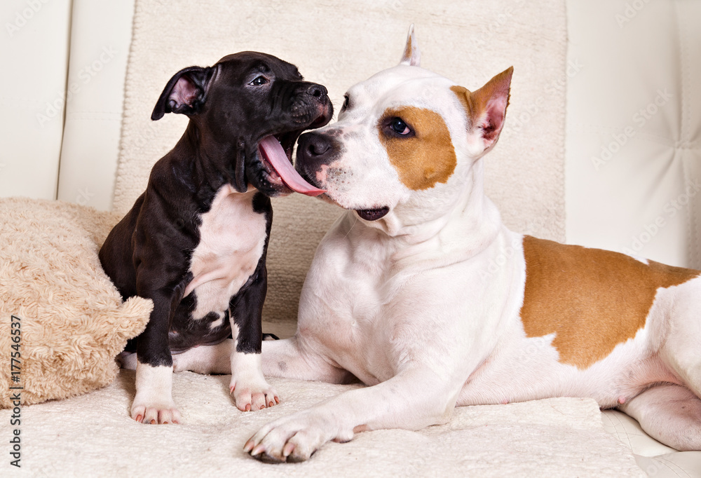Dog mum American Staffordshire terrier  and her son puppy talking on the couch