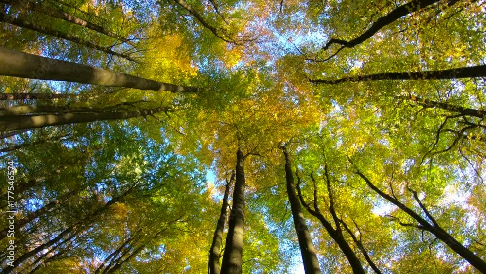 Laubwald mit Herbstfärbung, bunte Blätter, Rotation, Drehung, indian summer, Wald, 