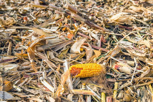 Maize residues left on the field after harvesting