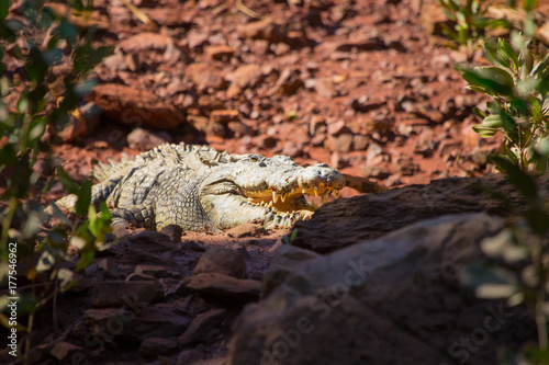 A large Salt water Crocodile basks in the sunlight. Kimberley, Australia. © robert