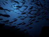 Fish flow silhouette