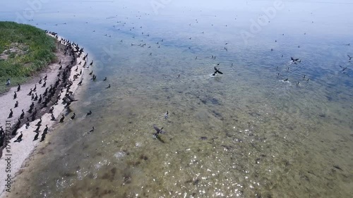 An astonishing bird`s eye view of Dzharylhach island in the Black Sea in summer. Flocks of seagulls and cormorants sit and fly over it. The seacoast is covered with sand. It looks gorgeous. photo