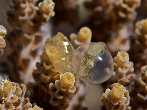 Cuttlefish eggs  ready to hatch on coral