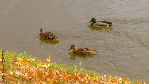 Ducks on the pond