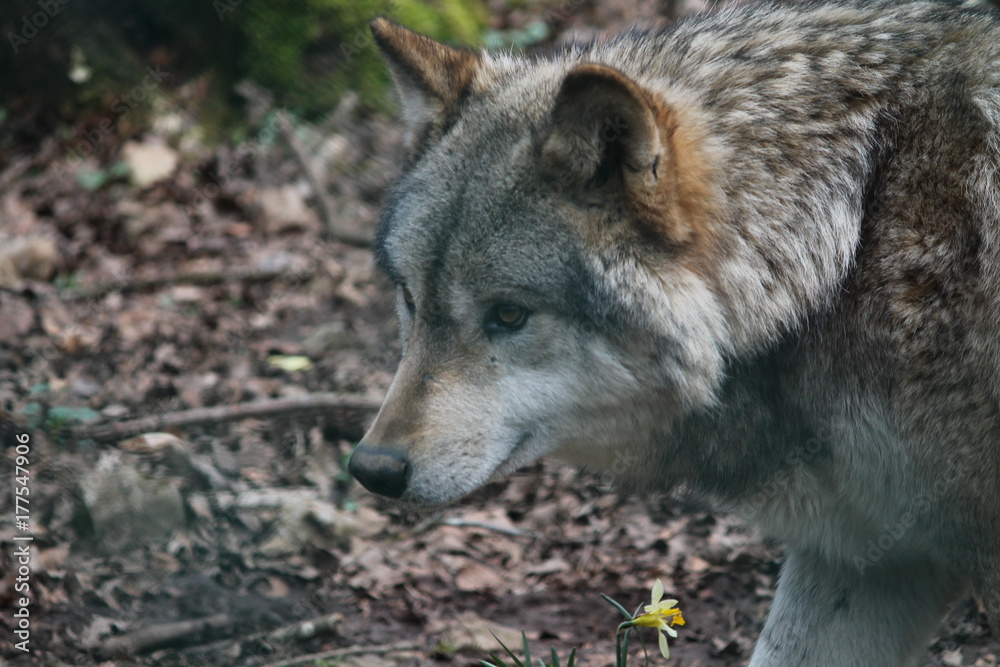 Fototapeta premium wolf