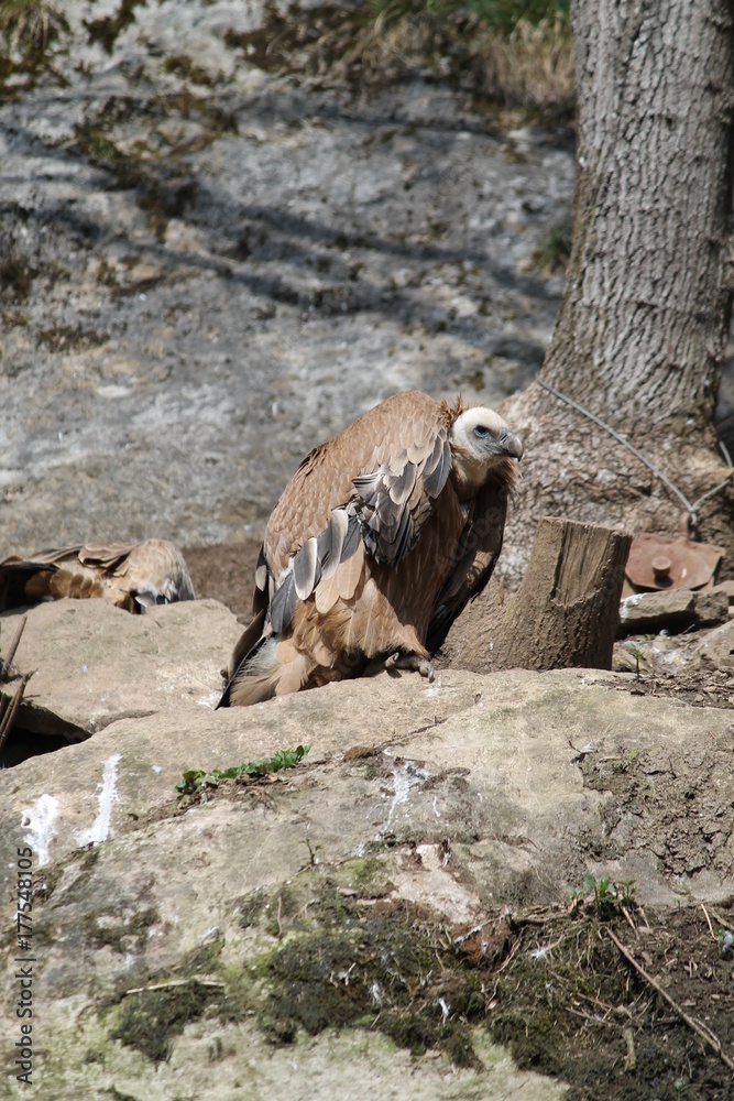 Fototapeta premium griffon vulture